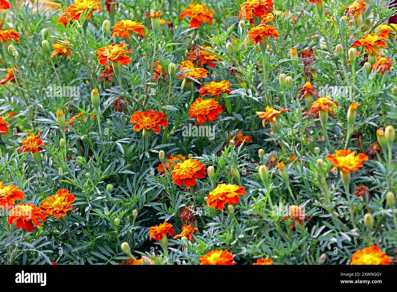 Beliebte Sommerblumen Die Beliebte Studentenblume in einem großen Bestand mit leuchtenden Blüten *** fleurs d'été populaires le souci populaire dans un grand stand avec des fleurs lumineuses Banque D'Images