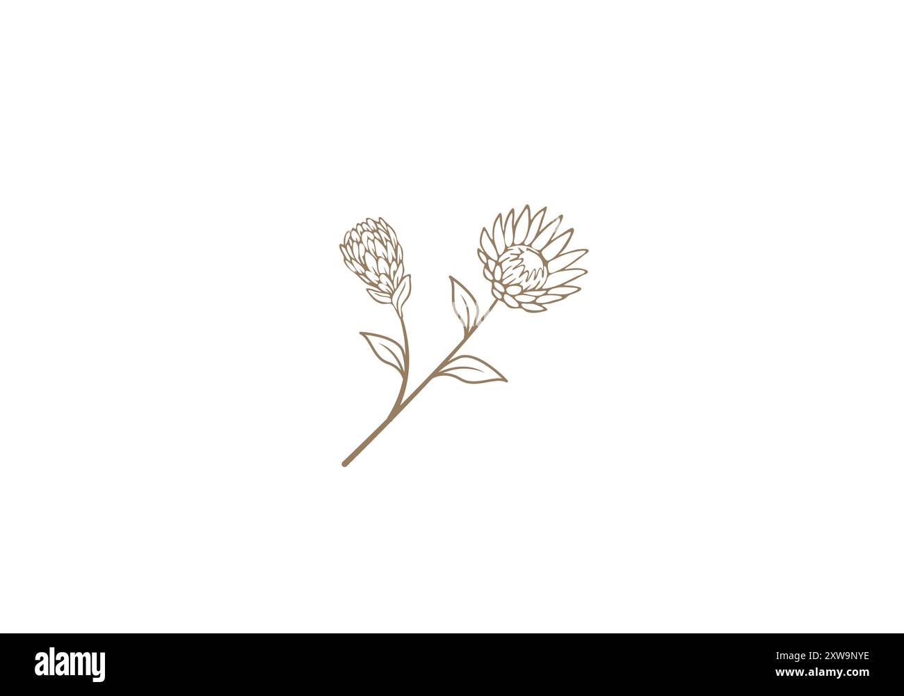 Logo Protea fleur, féminisme, minimaliste, moderne, logo Line, couleur modifiable Illustration de Vecteur