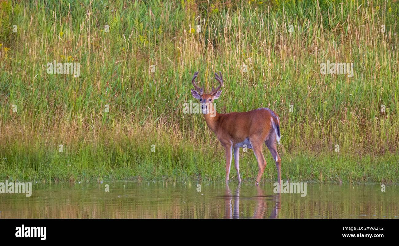 Buck à queue blanche lors d'une soirée d'août dans le nord du Wisconsin. Banque D'Images