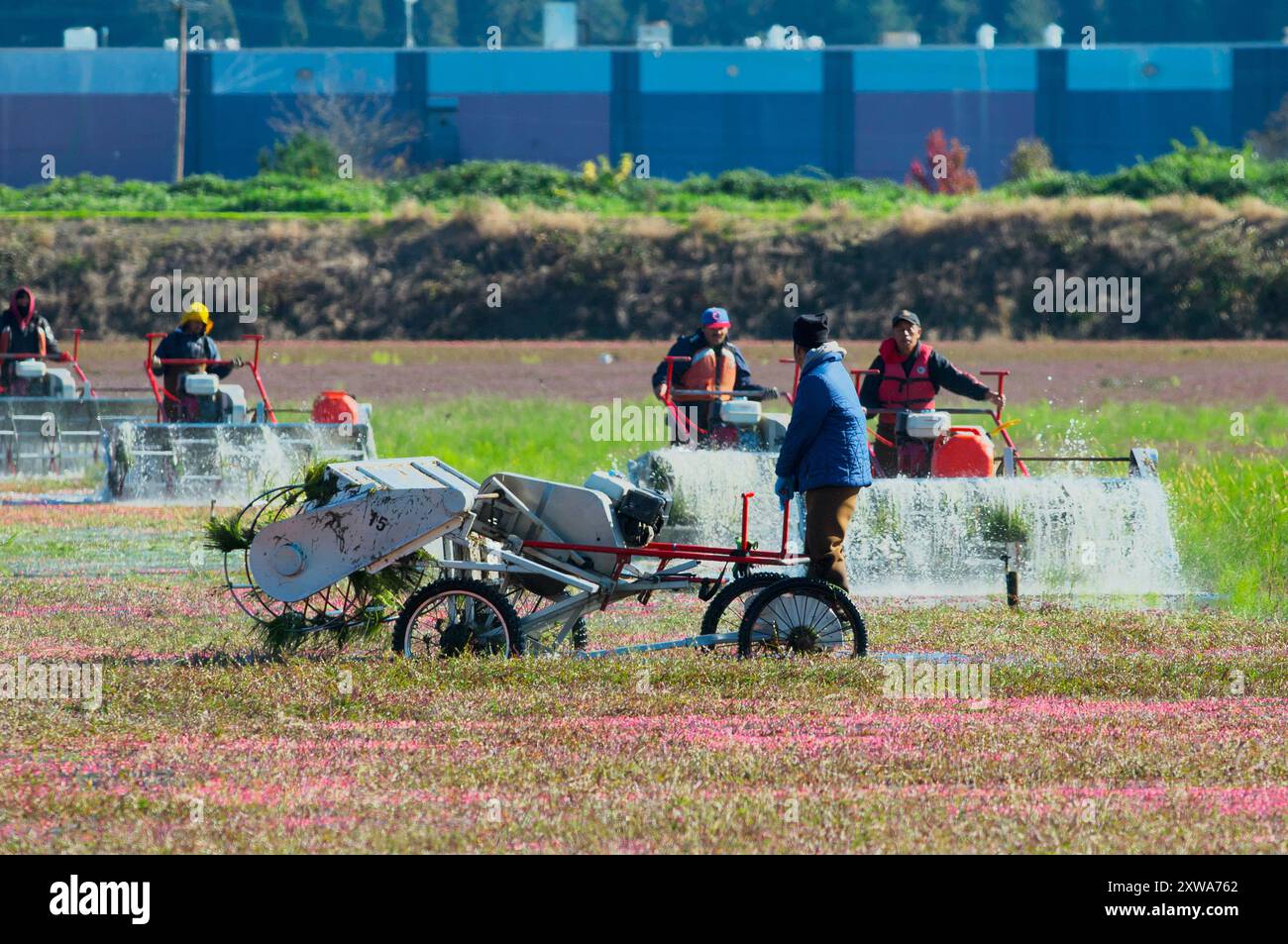 Ouvriers agricoles récoltant des canneberges avec des moulinets à eau, ou «batteurs d'œufs» à Pitt Meadows, C.-B., Canada. Banque D'Images