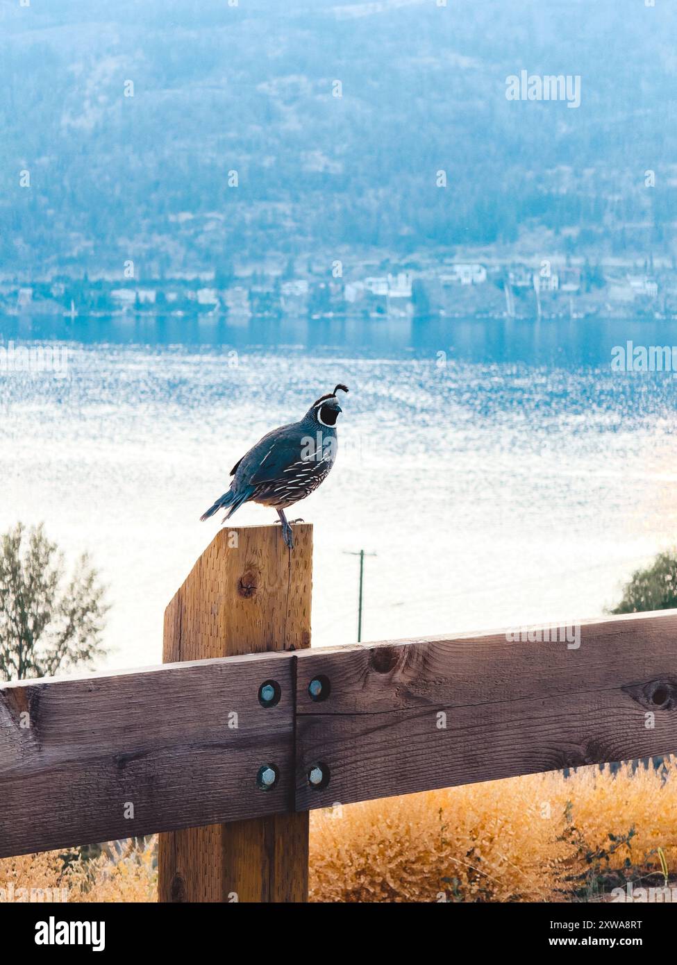 Oiseau de caille assis sur un poteau de clôture avec vue sur le lac à distance Banque D'Images