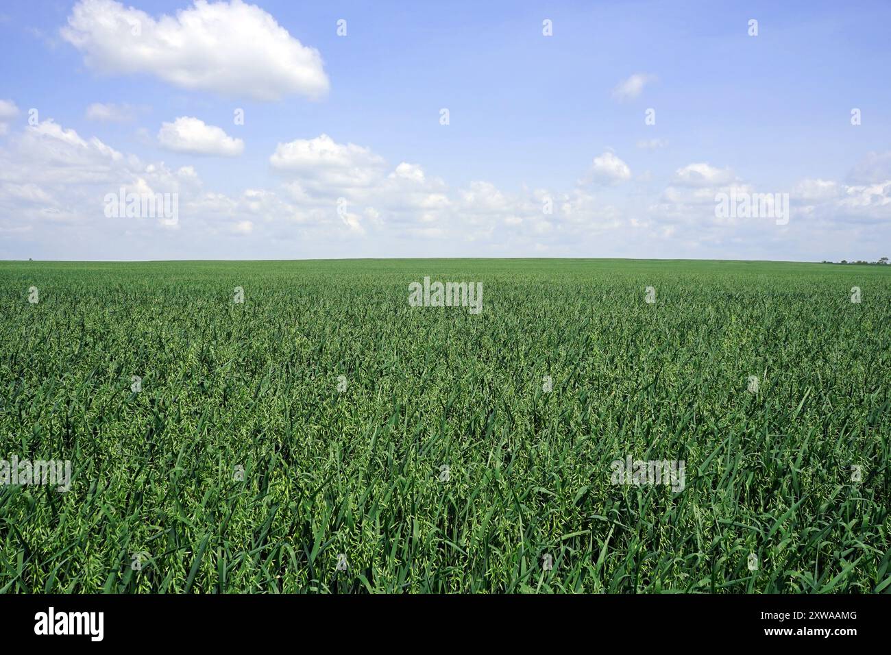 Champ de blé au milieu de l'été sous le ciel bleu avec des nuages blancs gonflés Banque D'Images