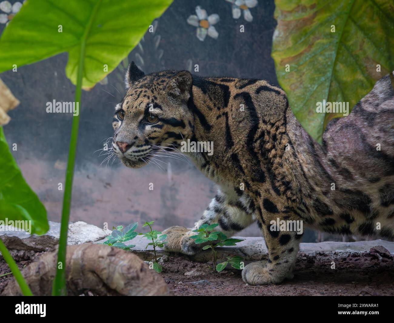 Une femelle léopard nuageux ( Neofelis Nebulosa) dans le zoo de Chongqing en Chine, elle souffre de maladies chroniques de la peau. Banque D'Images