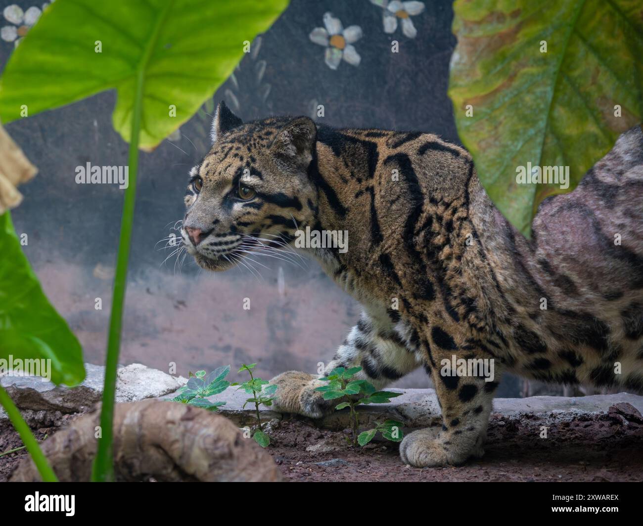Une femelle léopard nuageux ( Neofelis Nebulosa) dans le zoo de Chongqing en Chine, elle souffre de maladies chroniques de la peau. Banque D'Images