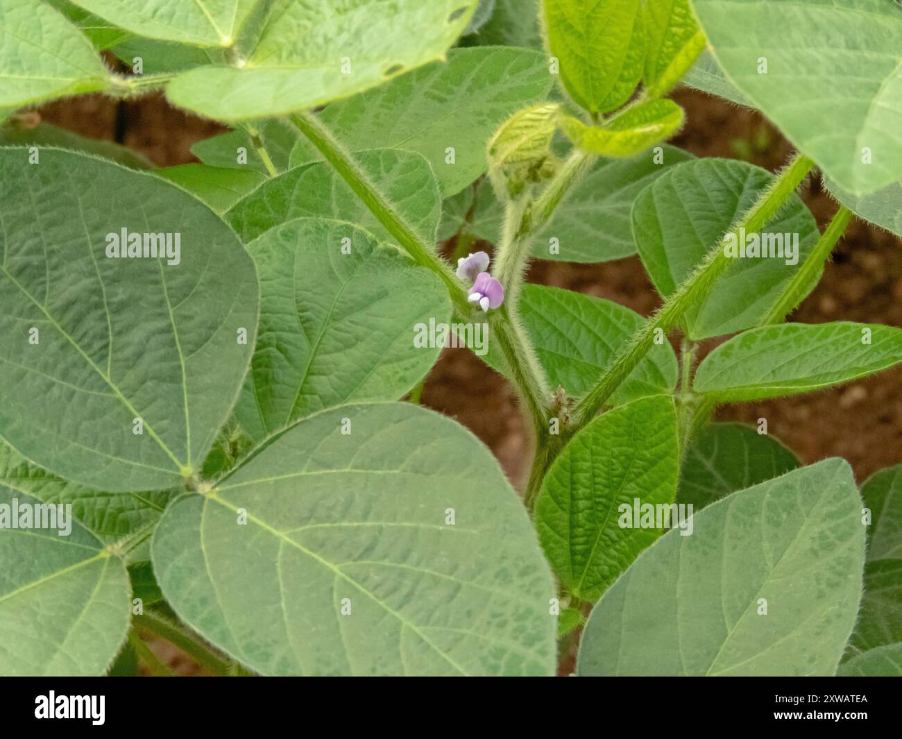 Plante à fleurs de soja, soja ou soja avec petites fleurs violettes. Glycine max fleurit dans l'aisselle de la feuille. Culture d'aliments de base végétariens. Banque D'Images