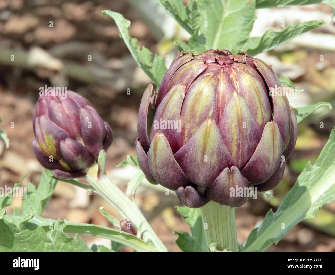 Bourgeons comestibles d'artichaut globe. Plante agricole d'artichaut français ou d'artichaut vert. Cynara cardunculus var. Scolymus de la famille des Asteraceae. Banque D'Images