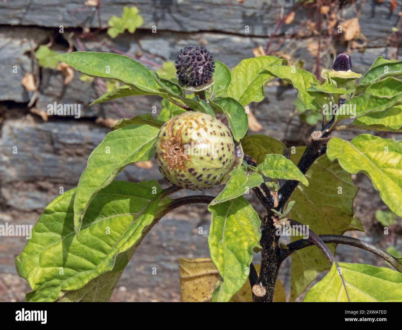 Datura metel, épine indienne ou capsules de graines de pomme épine recouvertes de verrues coniques noires. Fruits de Datura hindou. Arbuste ornemental Metel. De Banque D'Images