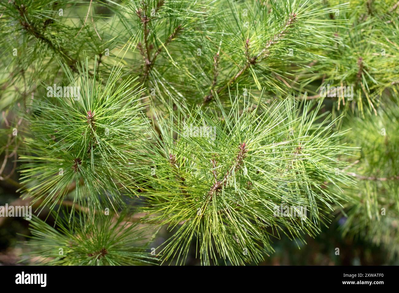 Branches de Pinus densiflora en gros plan. Pin rouge japonais feuillage vert vif. Conifère de pin japonais. Plante ornementale de pin rouge coréen. Banque D'Images