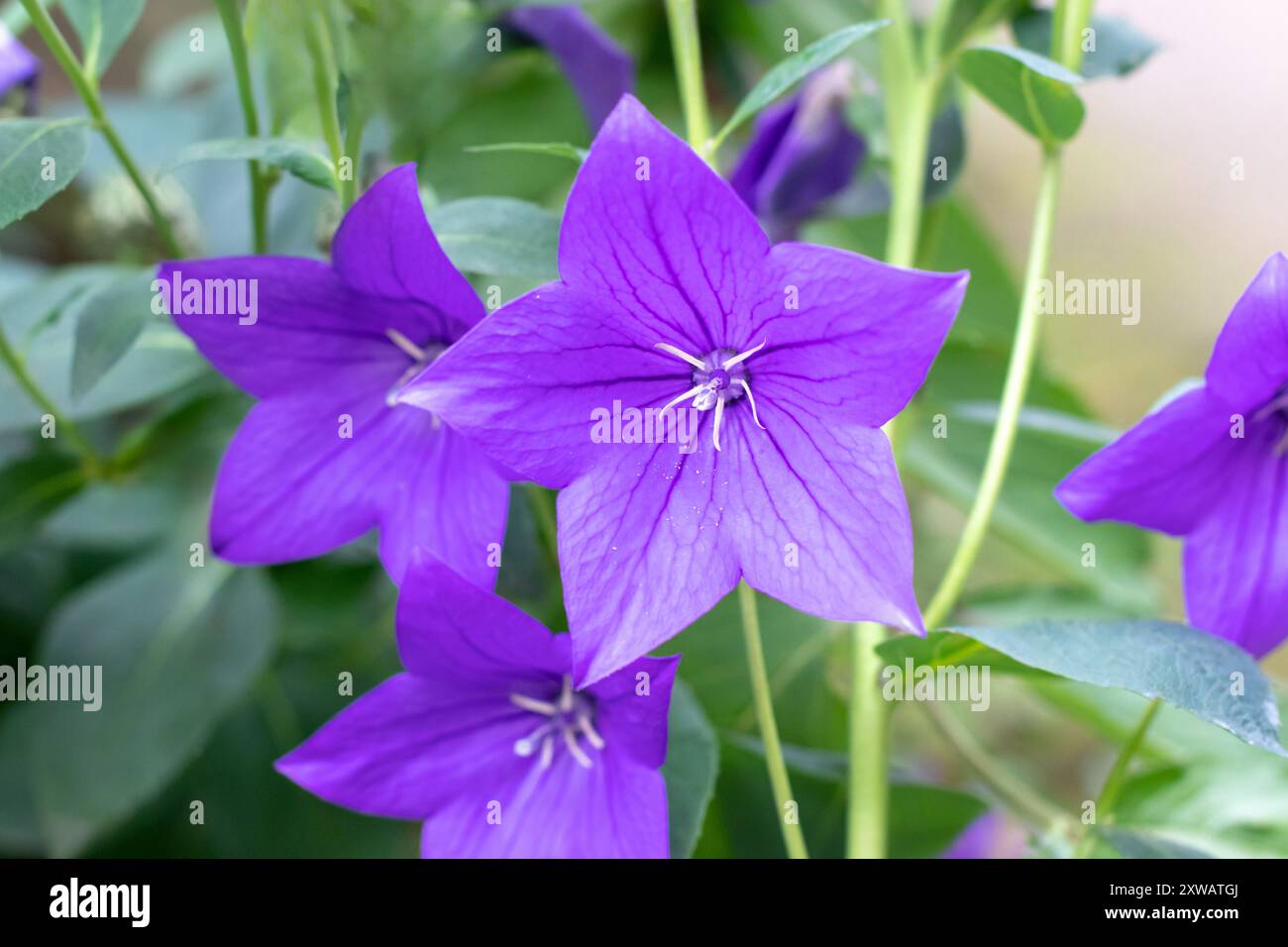 Platycodon grandiflorus plante vivace herbacée à fleurs de la famille des Campanulaceae. Fleurs de campanula violettes Platycodon. Fleur de ballon ou Chine Banque D'Images