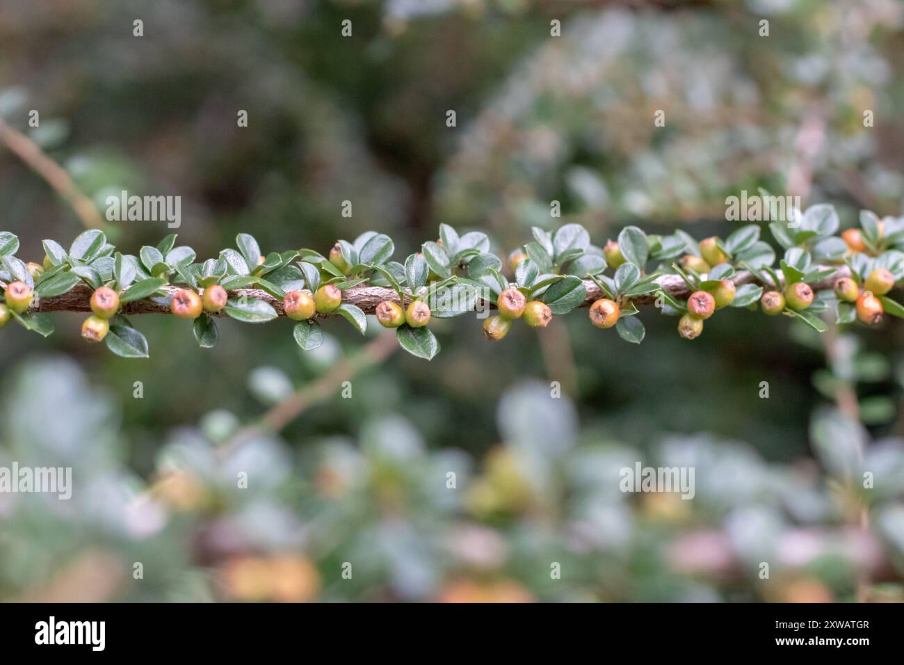 Cotoneaster horizontalis répandant arbuste habit avec des branches horizontales couvertes de baies non mûres Banque D'Images