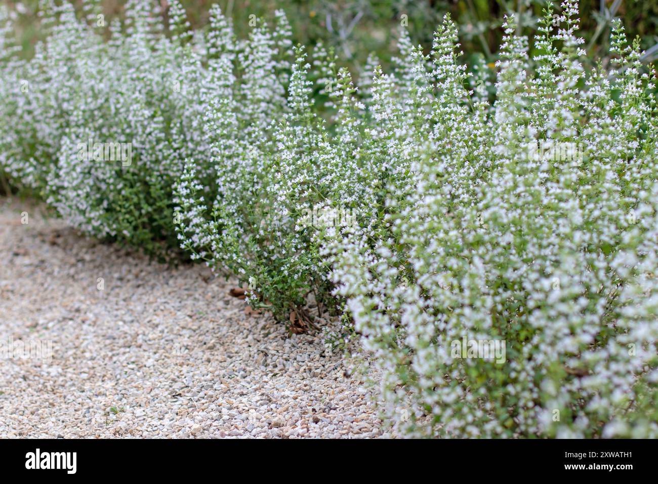 Calamint encadrant chemin de jardin de gravier. Calamintha nepeta plante vivace buissonneuse de la famille de la menthe. Plantes ornementales avec de petites fleurs blanches délicates. Banque D'Images
