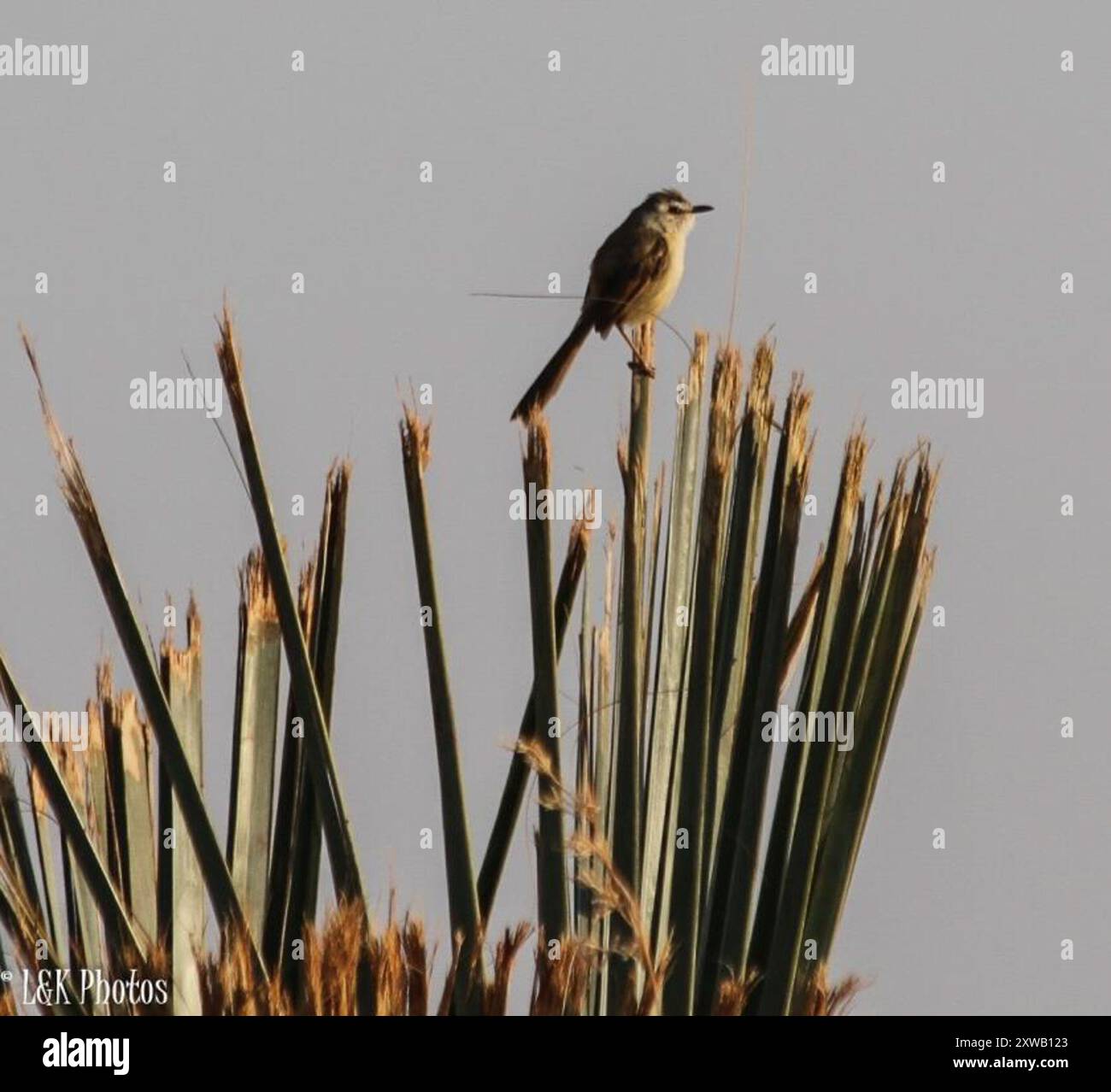 Prinia flanked Prinia (Prinia subflava) Aves Banque D'Images