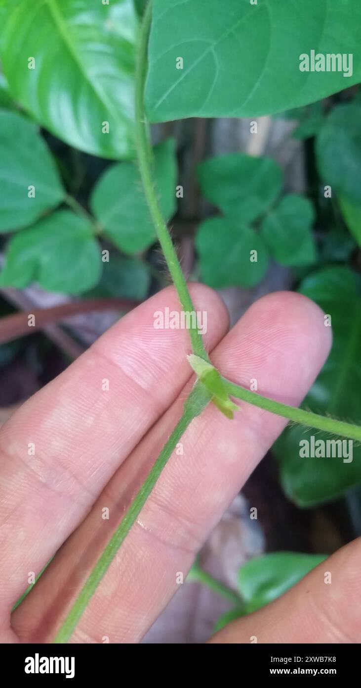 Haricot de Kudzu (Pueraria montana lobata) Plantae Banque D'Images