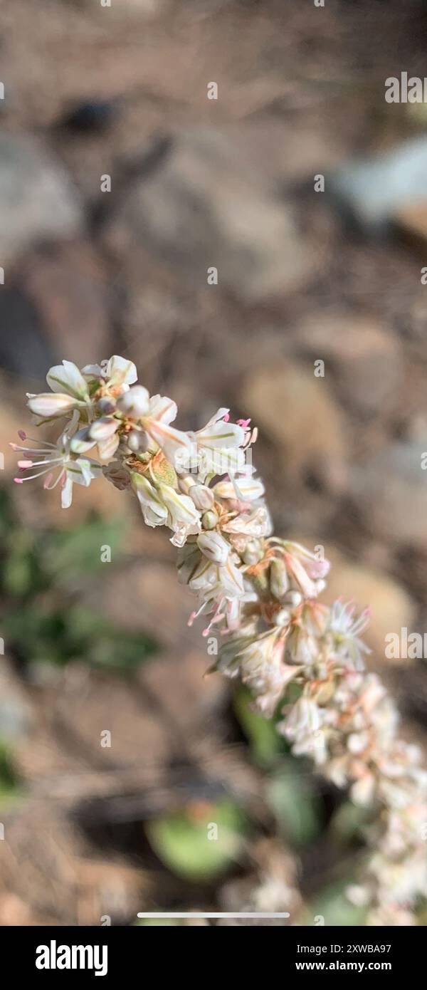 Sarrasin redroot (Eriogonum racemosum) Plantae Banque D'Images