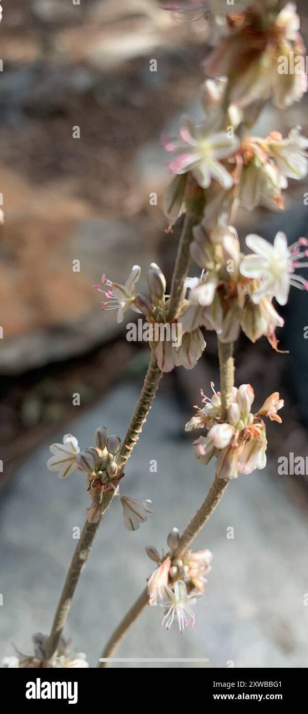 Sarrasin redroot (Eriogonum racemosum) Plantae Banque D'Images