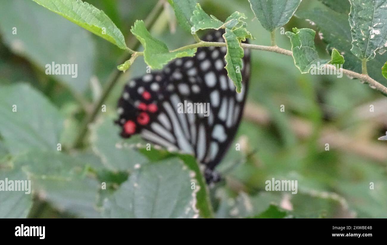 Jupe anneau rouge (Hestina assimilis) Insecta Banque D'Images