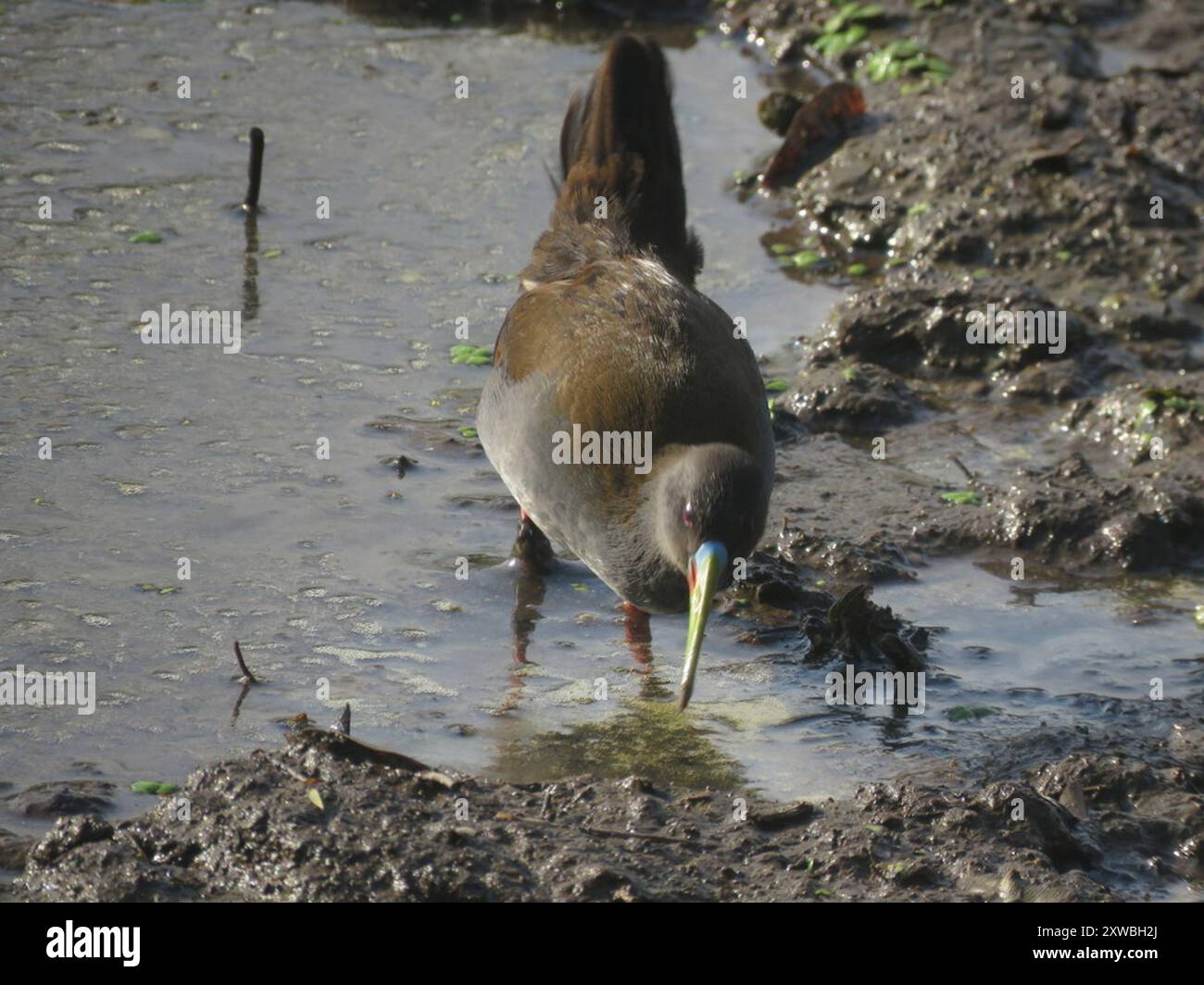 Chemin de fer de Plumbeous (Pardirallus sanguinolentus) Aves Banque D'Images