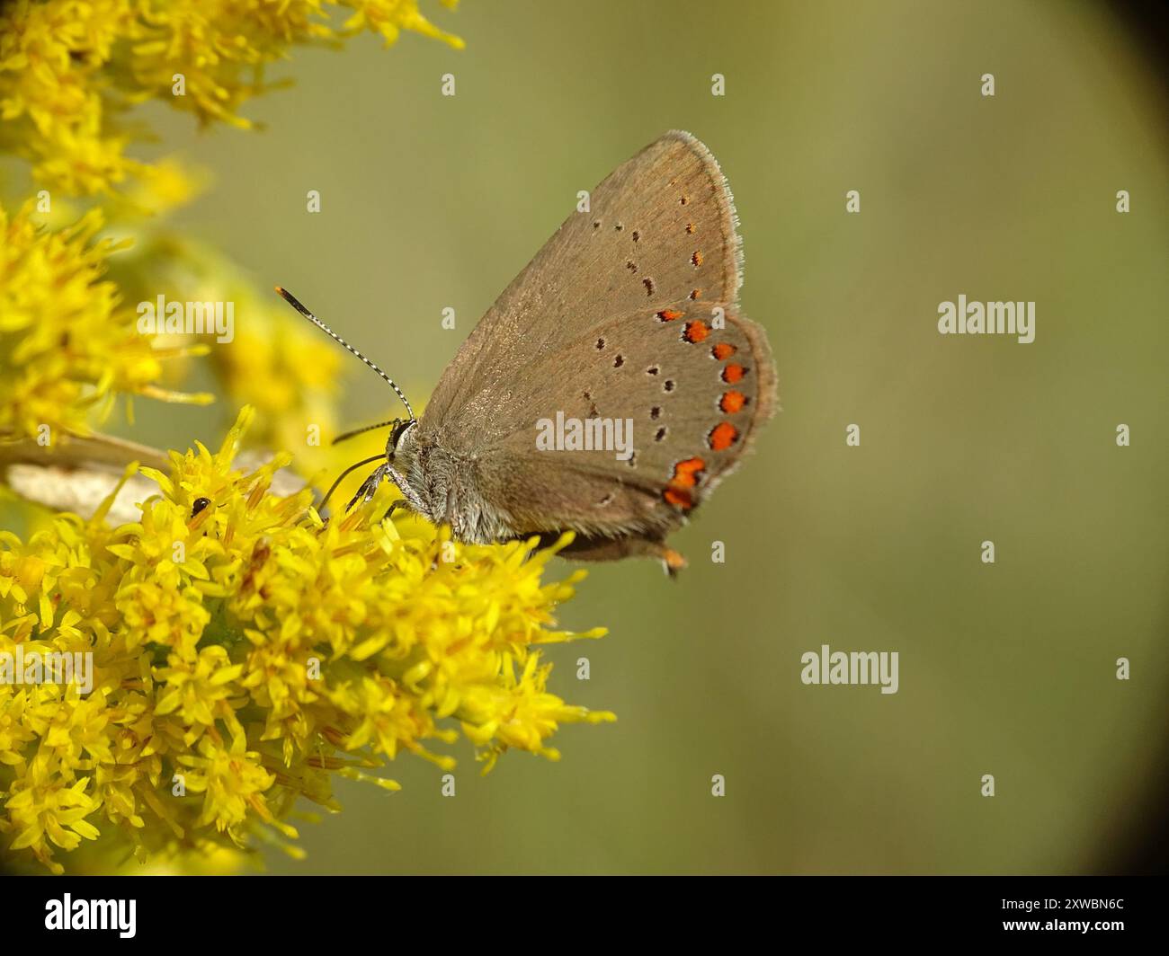 Corail Hairstreak (Satyrium titus) Insecta Banque D'Images