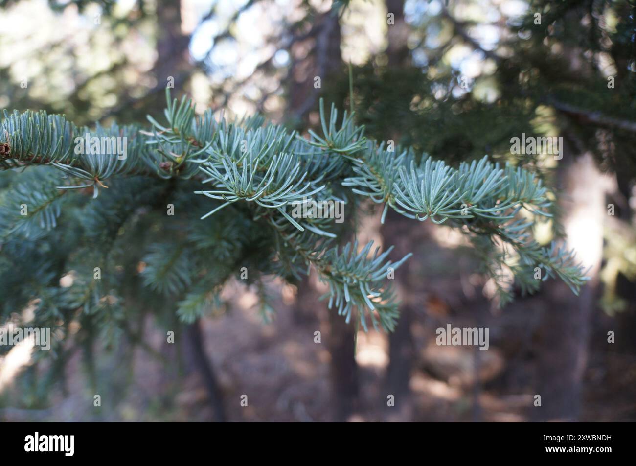 Sapin rouge (Abies magnifica) Plantae Banque D'Images