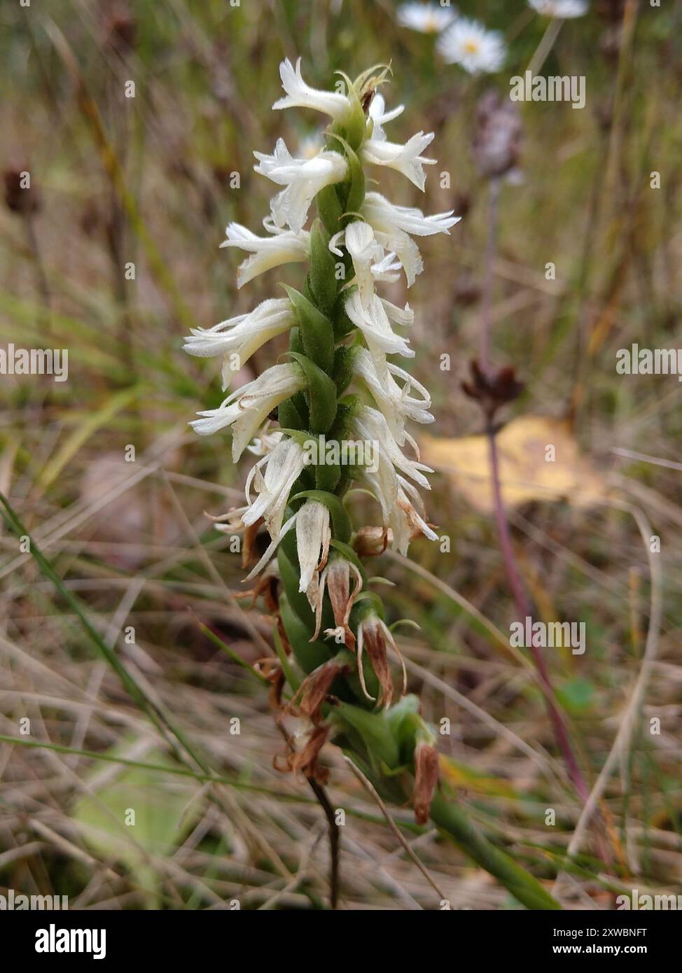 Tresses pour dames des grandes Plaines (Spiranthes magnicamporum) Plantae Banque D'Images