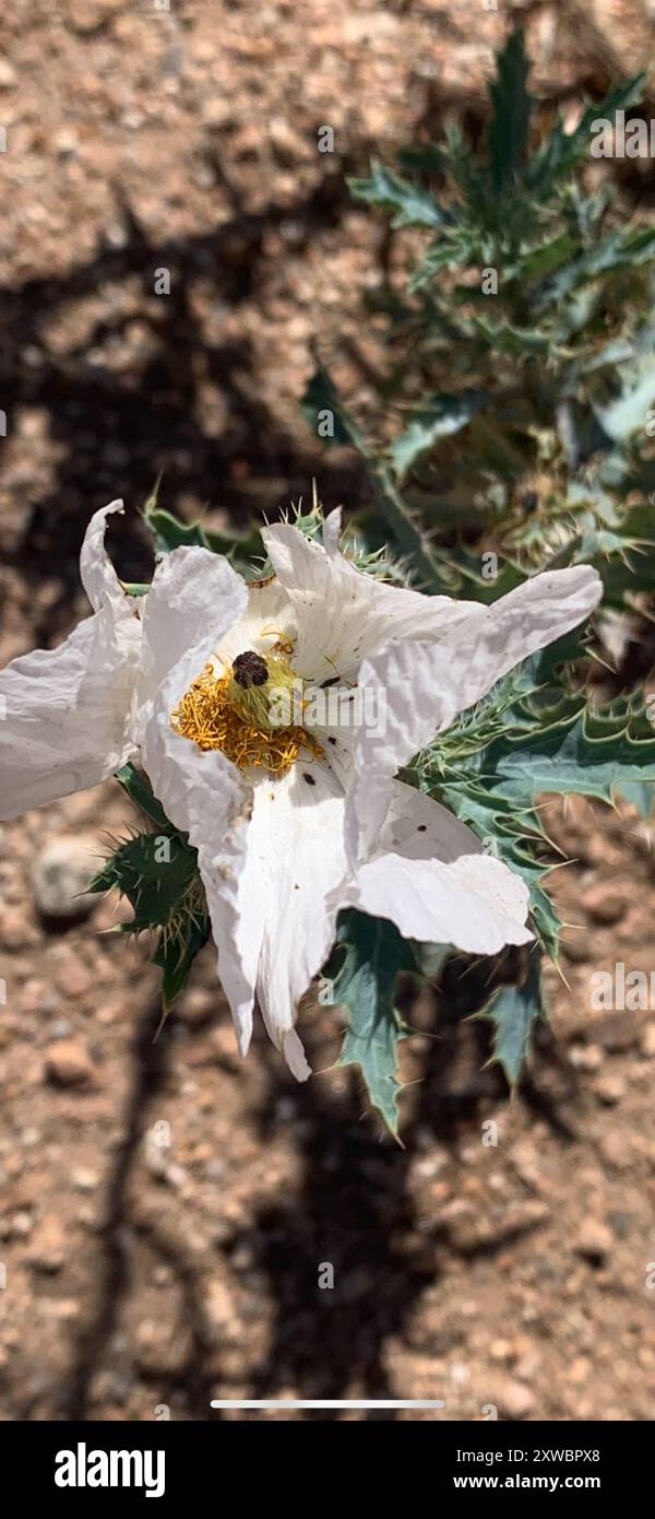 Pavot à griffes du sud-ouest (Argemone pleiacantha) Plantae Banque D'Images