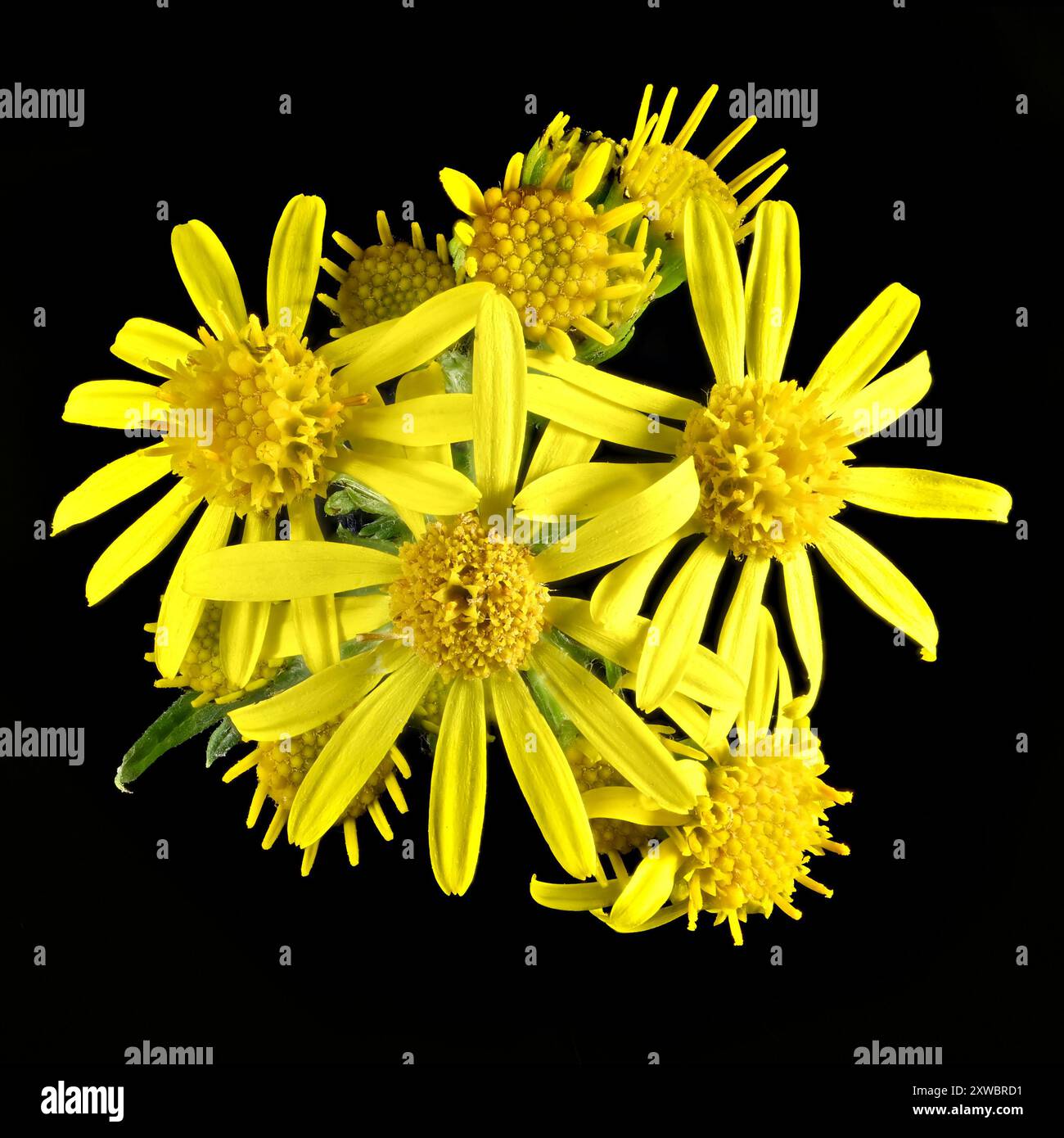 Prise de vue en studio (image empilée) de fleurs de Ragwort (Senecio jacobaea) sur fond noir Banque D'Images