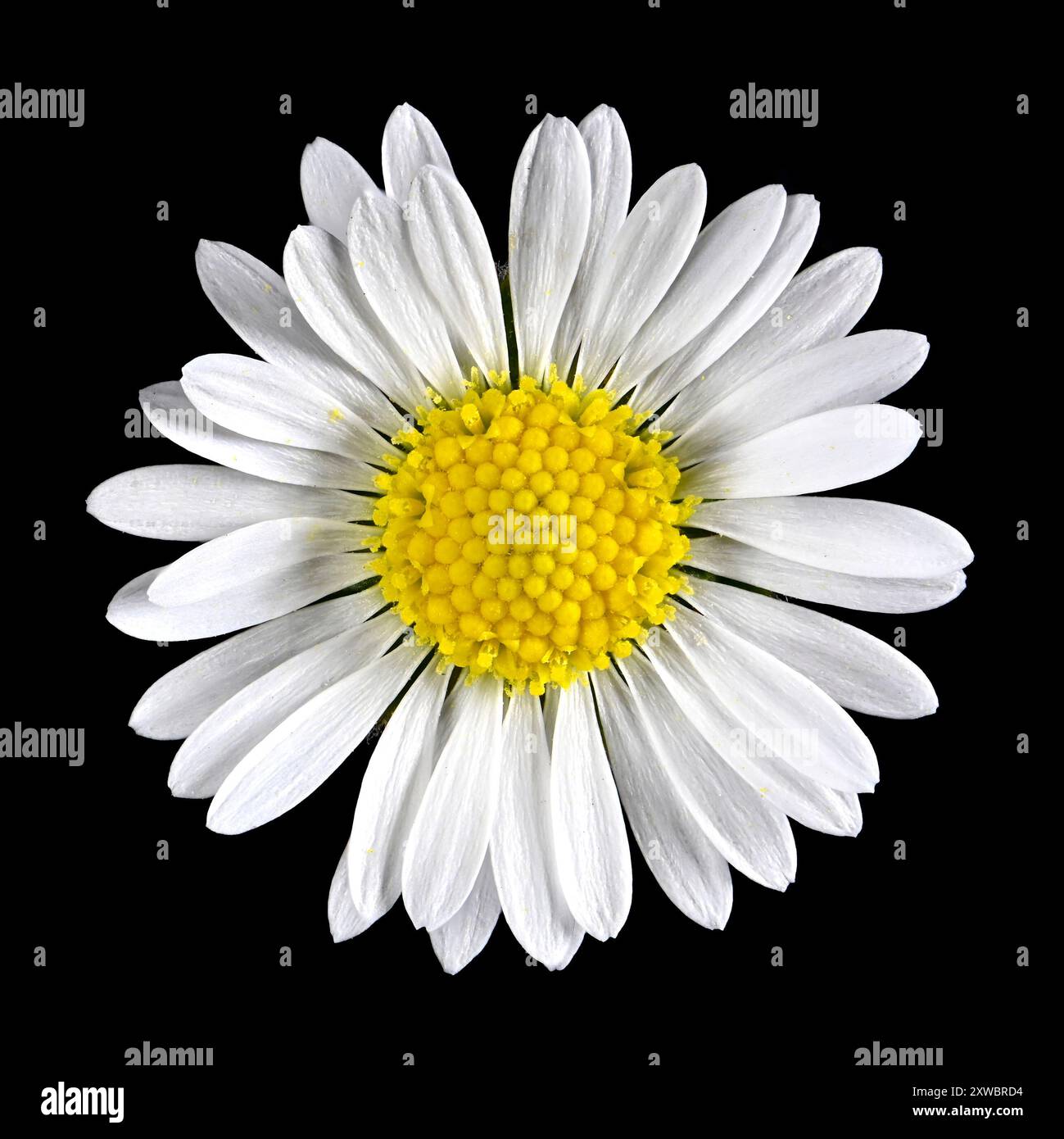 Prise de vue en studio (image empilée) d'une fleur de Marguerite (Bellis perennis) sur fond noir Banque D'Images