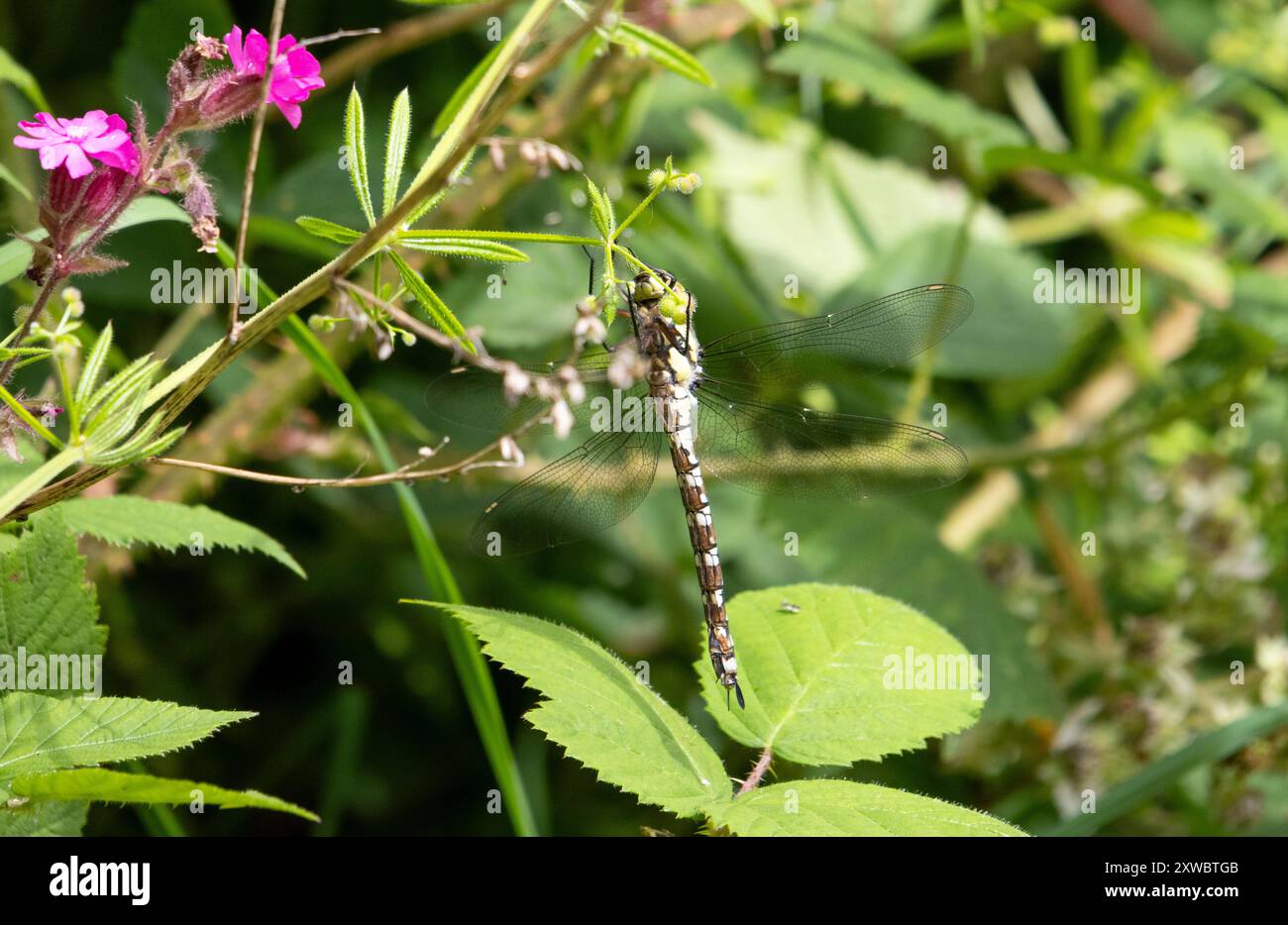 Femelle Southern Hawker libellule perchée sur une feuille Banque D'Images