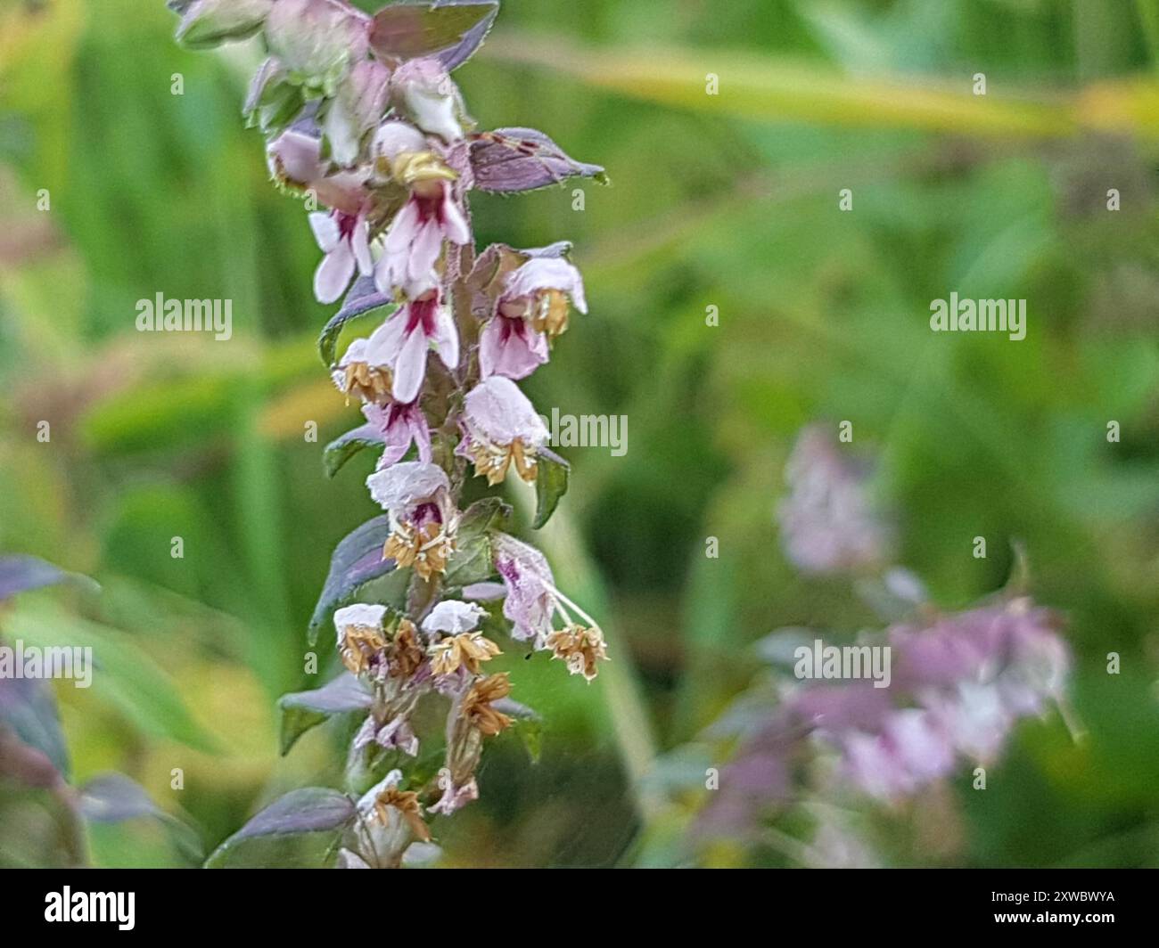 Bartsia rouge (Odontites vernus) Plantae Banque D'Images