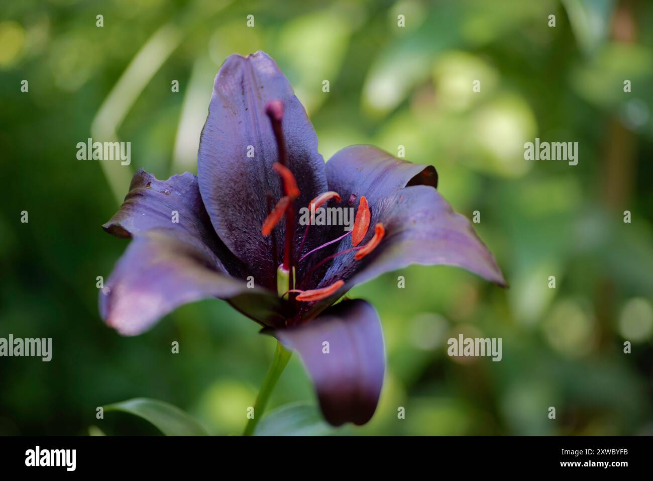 Lilium noir Nightrider (jardin du ruisseau de l'église 2024) Banque D'Images
