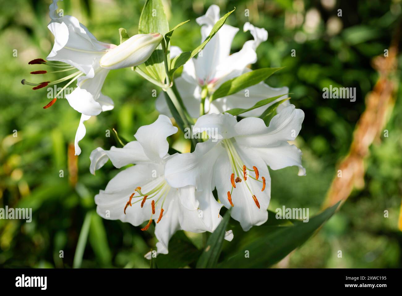 Lilium pourpre November Rain (jardin du ruisseau de l'église 2024) Banque D'Images