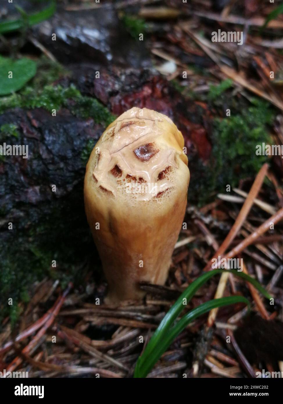 Champignon commun du corail club (Clavariadelphus pistillaris) Banque D'Images