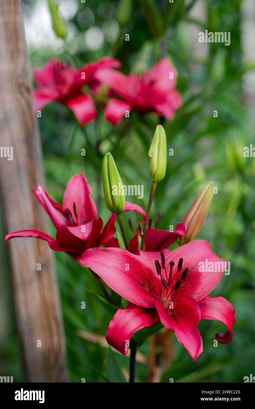 Lilium pourpre November Rain (jardin du ruisseau de l'église 2024) Banque D'Images