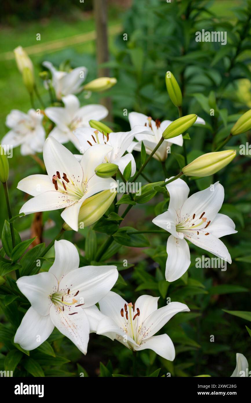 Lilium blanc eyeliner (jardin du ruisseau de l'église 2024) Banque D'Images
