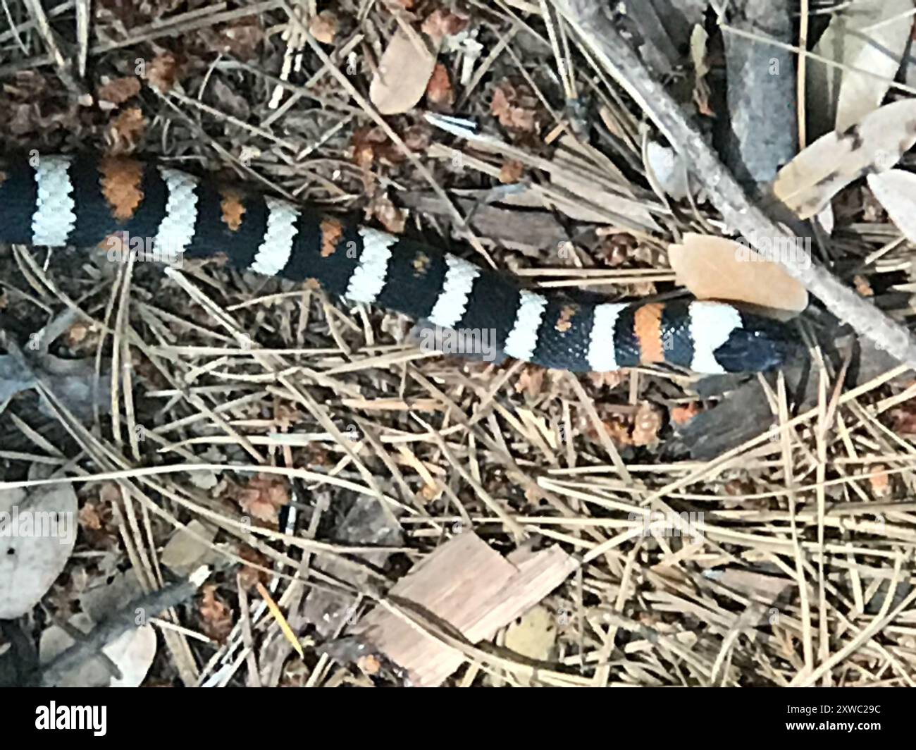 Serpent royal des montagnes de Californie (Lampropeltis zonata) Reptilia Banque D'Images