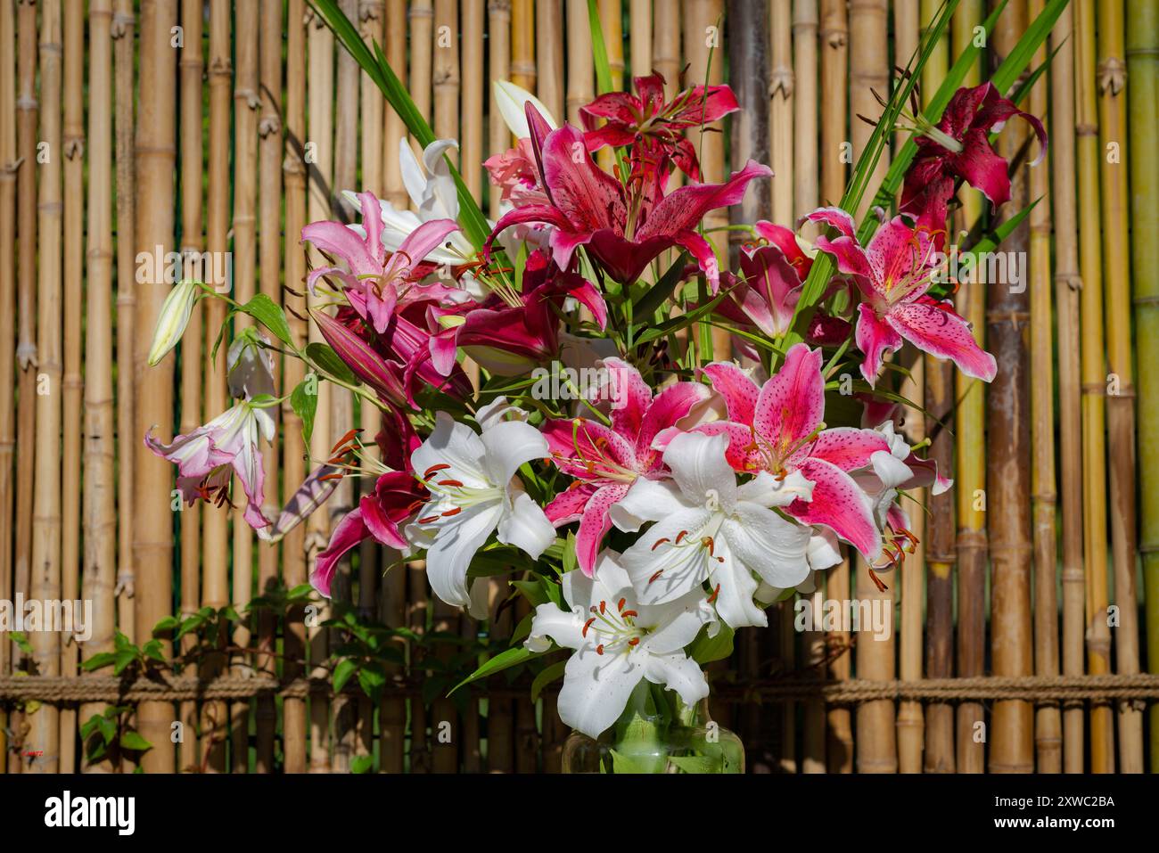 Bouquet de lys rouges, roses et blancs, lys Casablanca, lys Gomera, lys Joséphine, lys Miss Feya, lys aspiration (jardin du ruisseau de l'église 2024 Banque D'Images