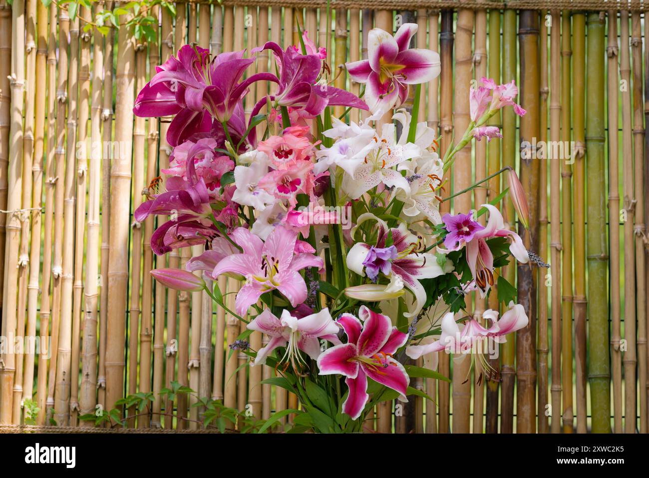 Bouquet de lys rouges, roses et blancs, lys Casablanca, lys Gomera, lys Joséphine, lys Miss Feya, lys aspiration (jardin du ruisseau de l'église 2024 Banque D'Images