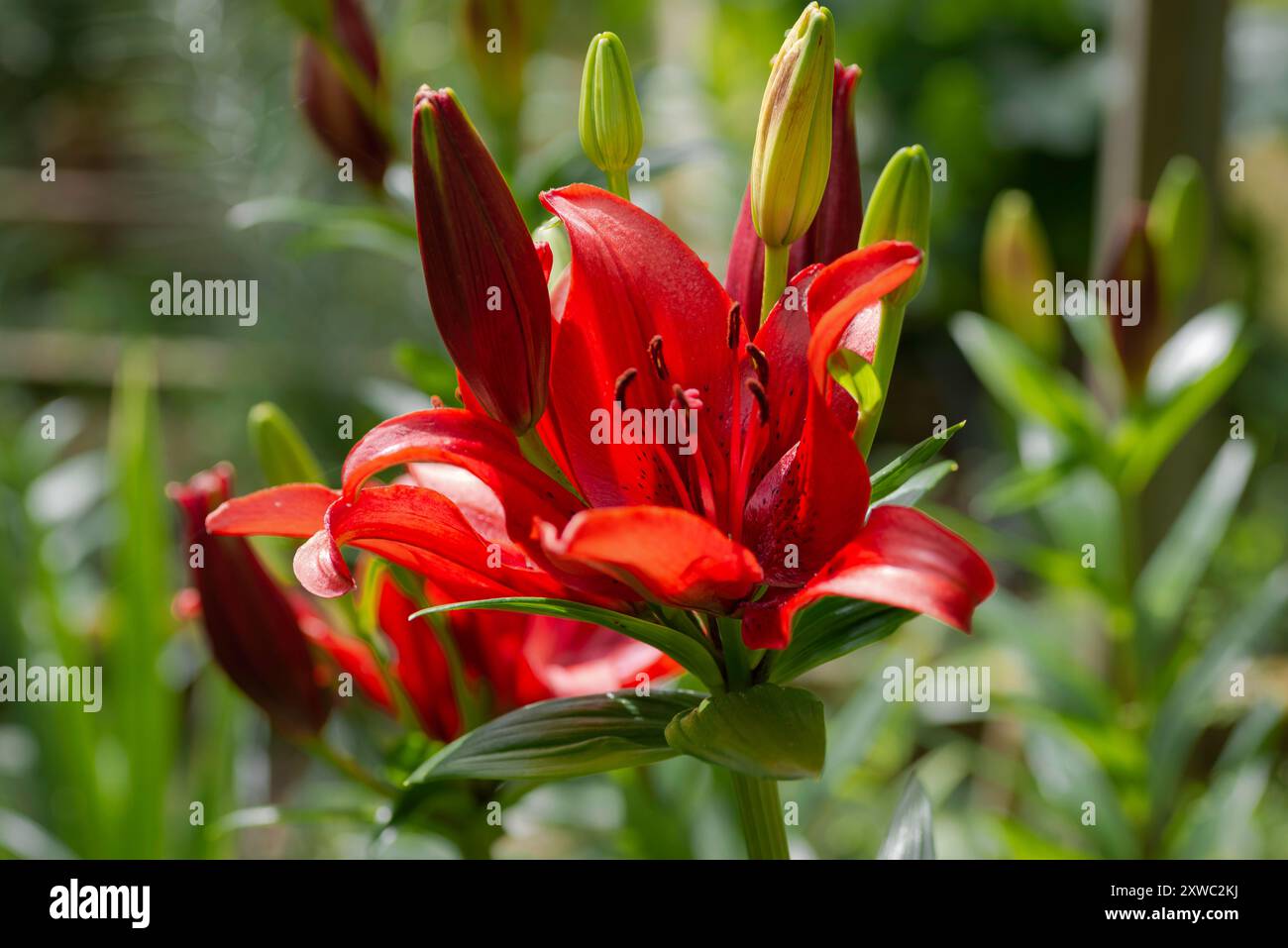 Lilium rouge Back Out (jardin du ruisseau de l'église 2024) Banque D'Images