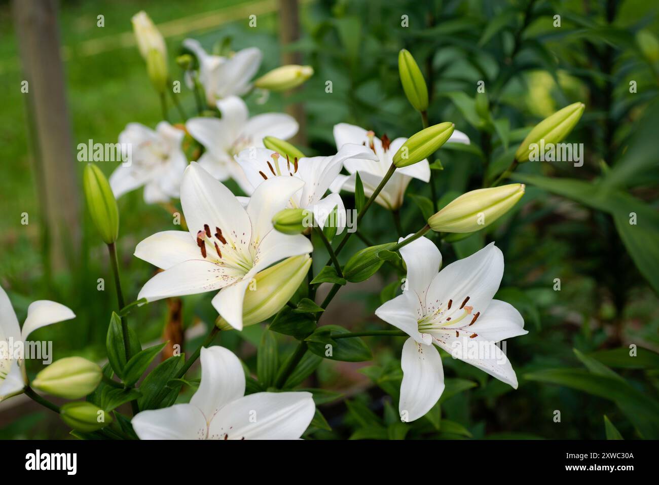 Lilium blanc eyeliner (jardin du ruisseau de l'église 2024) Banque D'Images