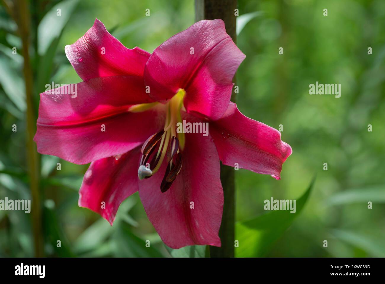 lilium rouge Palazzo (jardin du ruisseau de l'église 2024) Banque D'Images