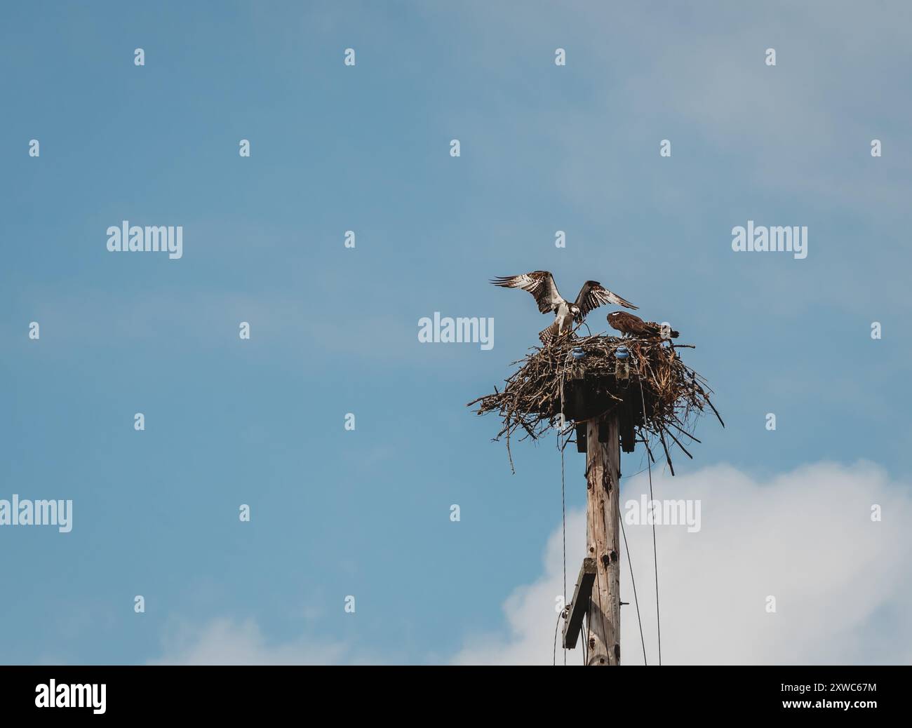 Débarquement de balbuzards adultes sur le nid avec de la nourriture pour oiseaux juvéniles. Banque D'Images