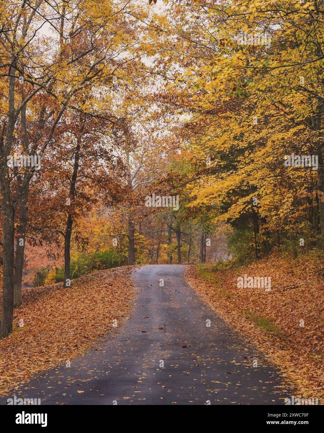 Une rue à l'automne avec des feuilles colorées Banque D'Images