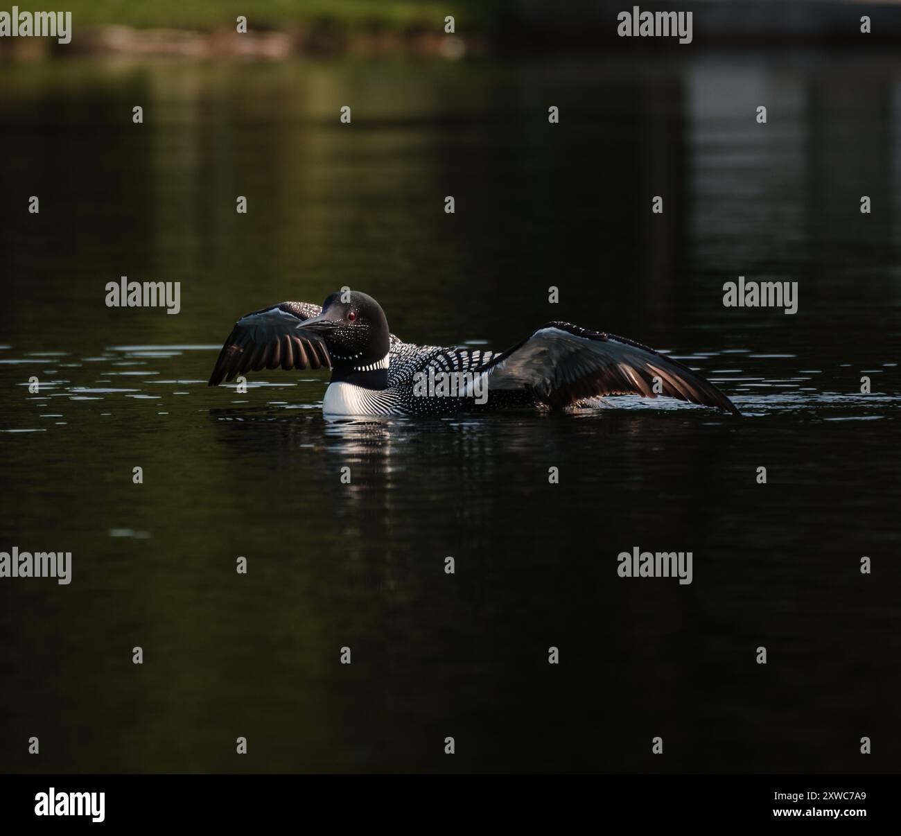 Gros plan du plongeon commun avec des ailes déployées sur le lac en été. Banque D'Images