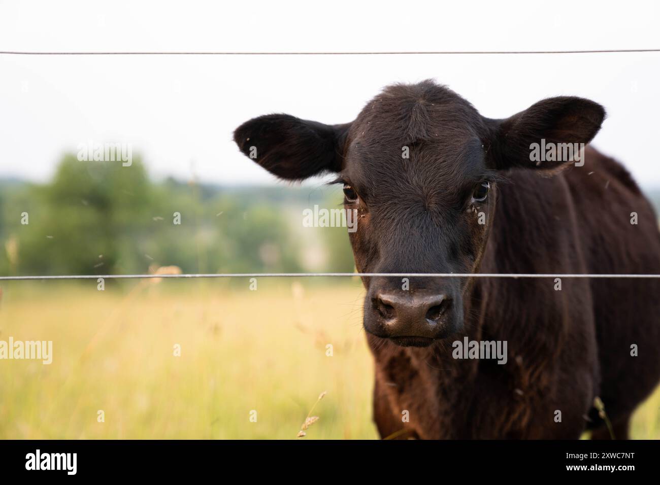 Vache brune dans le champ agricole du Wisconsin Banque D'Images