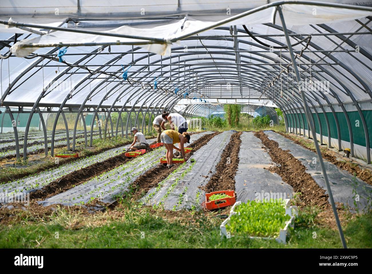 Curis-au-Mont-d'Or (centre-est de la France) : exploitation agricole "GAEC la boule d'Or". Culture de fruits et légumes 100% biologiques sous serres. Plantes un Banque D'Images