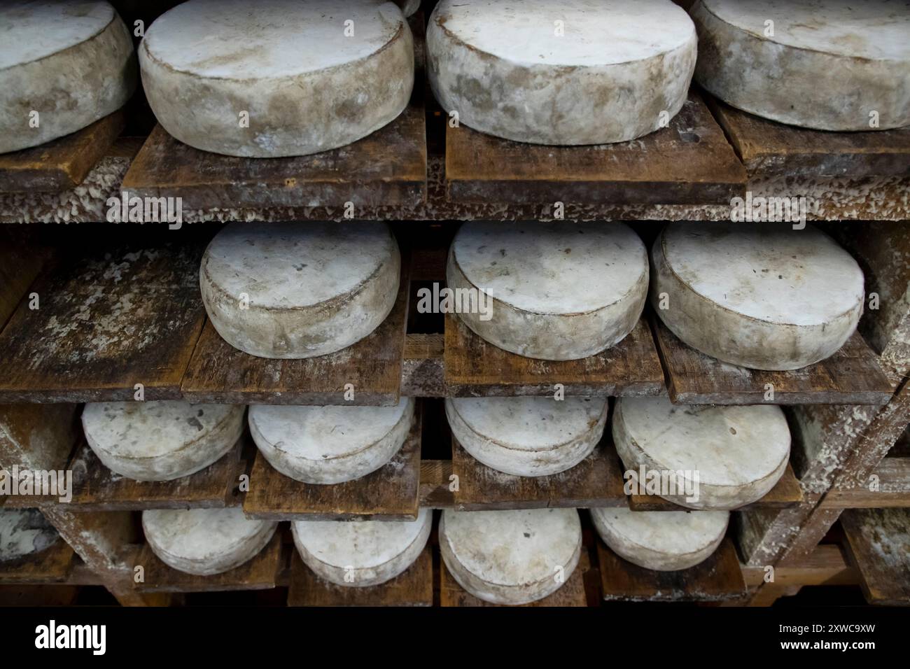 Le fromager Jean-Marie Beaudoin. Production et vente de fromages fermiers bio à Villers-sur-Auchy (Nord de la France). Fromage au lait cru “Tomme au fo Banque D'Images