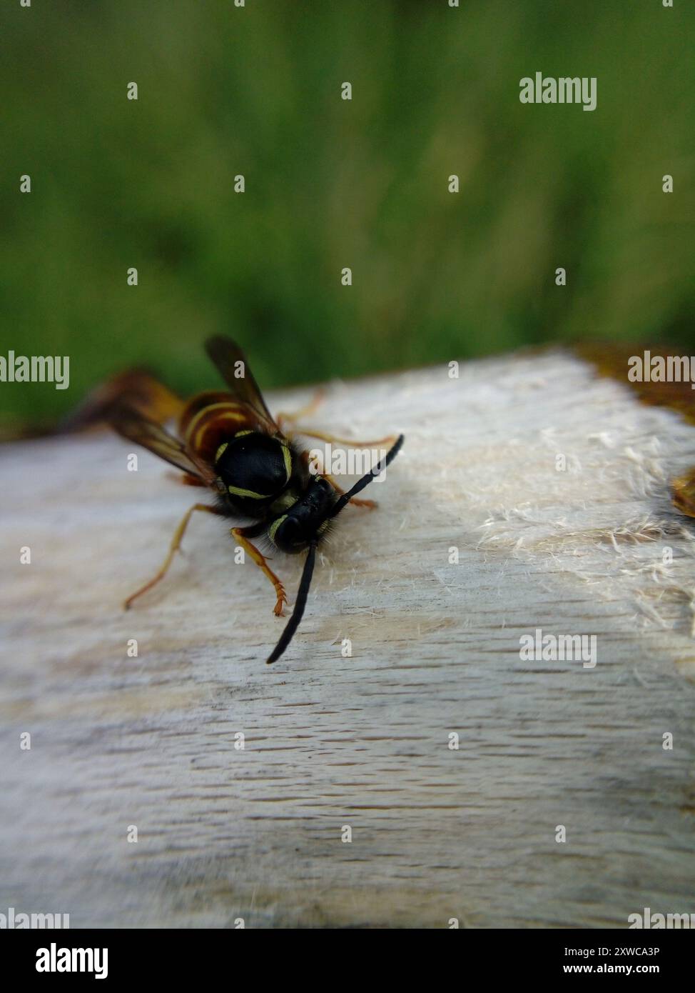 Veste jaune à bandes rouges (Vespula rufa) Insecta Banque D'Images