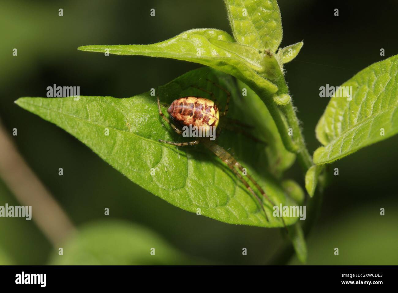 Araignée blindée eurasienne à longue mâchoire (Metellina segmentata) Arachnida Banque D'Images