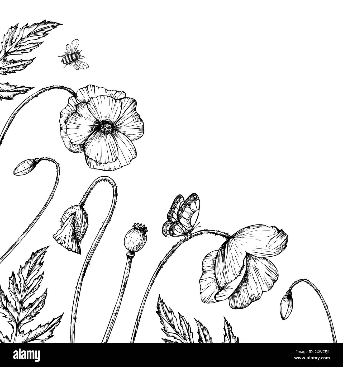 Cadre vectoriel, carte postale avec des coquelicots, des papillons et des bourdons. Fleurs de papavier linéaires peintes à la main. Marguerite graphique isolé sur fond. Botanique a Illustration de Vecteur