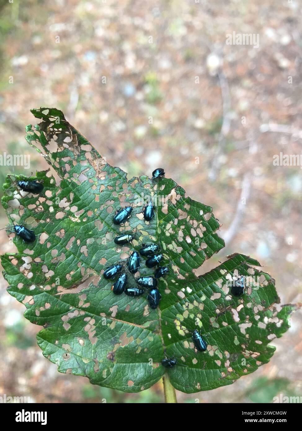 Alder Flea Beetle (Altica ambiens) Insecta Banque D'Images